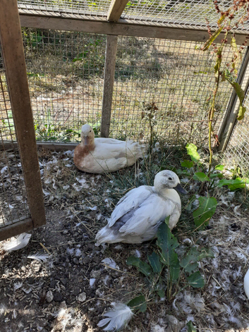 Call ducks for sale trio or pairs