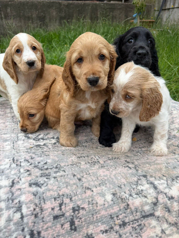 Stunning Show Type Cocker spaniel pups Reduced