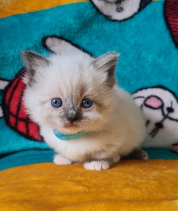 Beautiful Ragdoll munchkin Kittens
