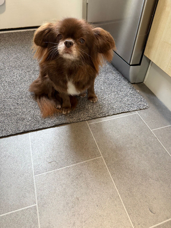 Beautiful female Pekingese cross