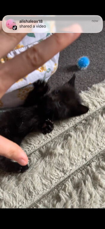 1 kitten for sale