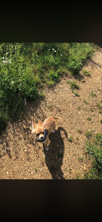 Chihuahua puppy