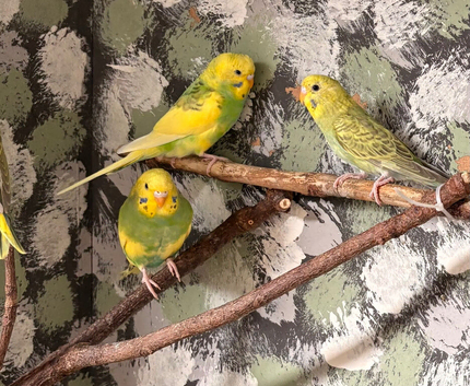 Budgies for sale