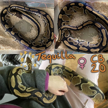 Female Wild type Royal Python - Tequilla