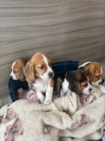 Beagle puppys