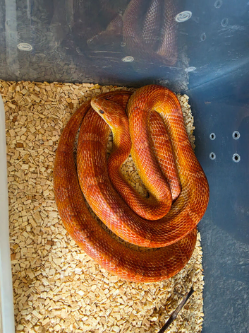 Hypo het palmetto female corn snake