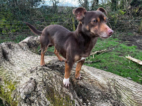 Jack Russell - Miniature