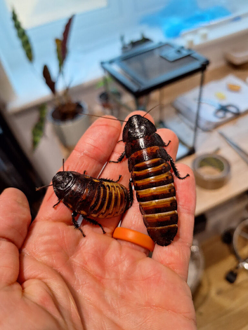12x medium/large Hissing cockroaches
