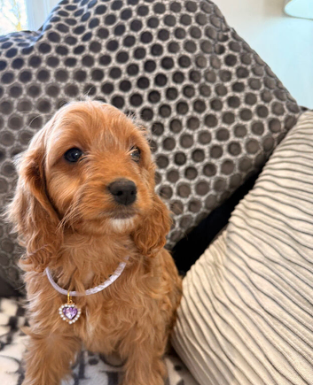 F1 Cockapoo puppies