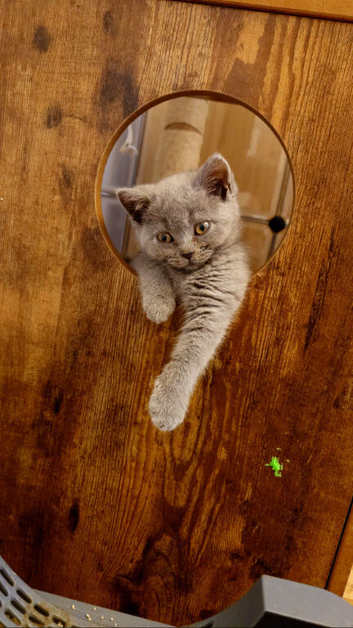 British Shorthair and Scottish fold