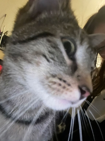 Lovely tabby and white 1 year old for sale