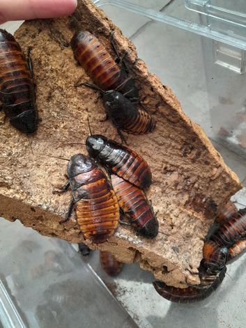 Hissing cockroach