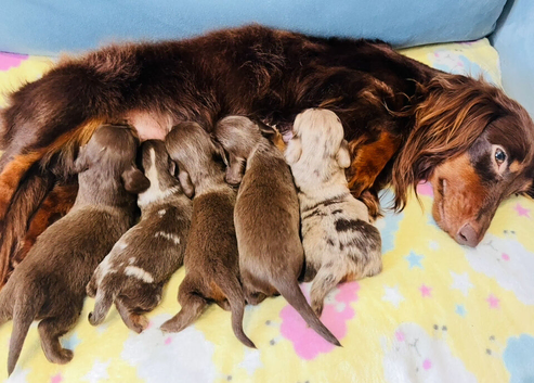 KC PRA clear long haired mini dachshund puppies