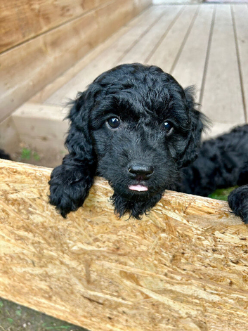 READY NOW 2 Gorgeous Cockapoo boys