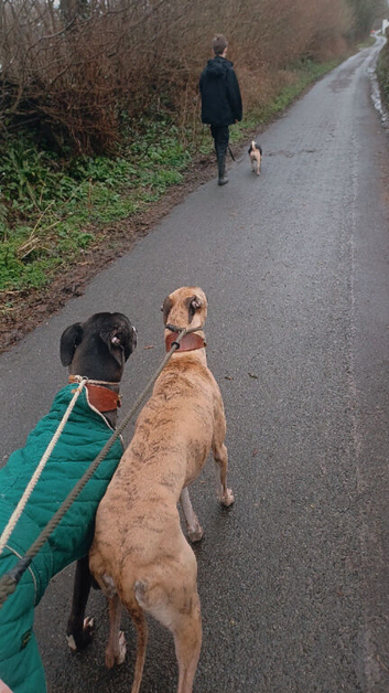 2 lurcher for sale