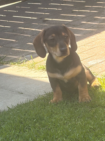 Reduced Beautiful mini Dachshunds