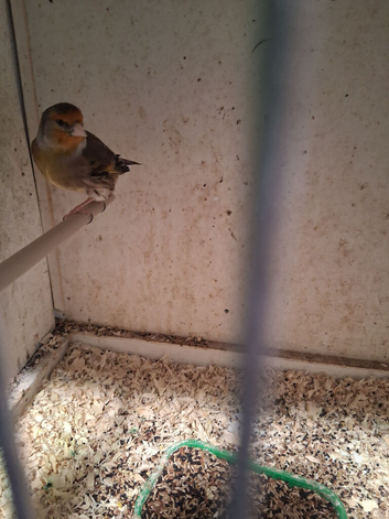 Goldfinch mule