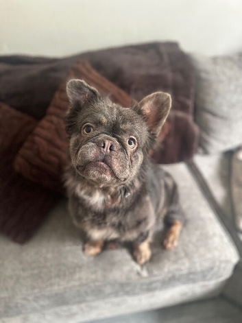 Fluffy French bulldog