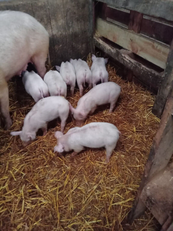 Weaners for sale