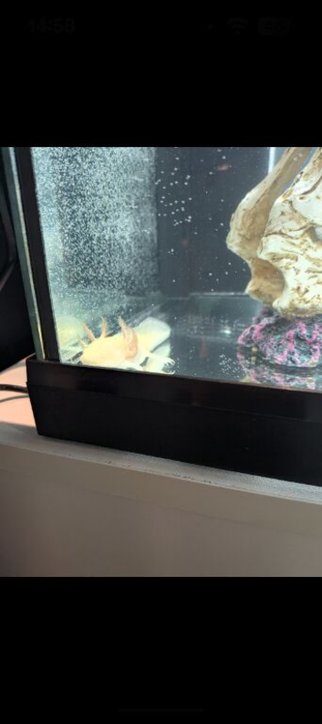 Axolotl and full set up