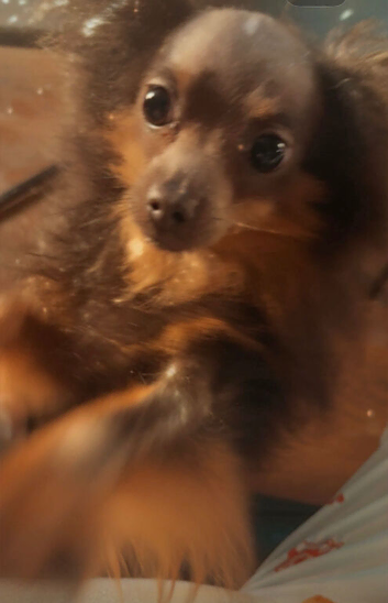 Pomeranian 1 year old