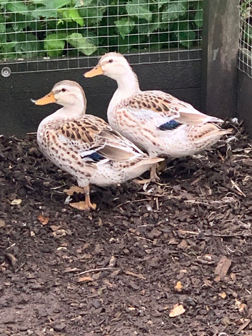 2 x Miniature Silver Appleyard female ducks