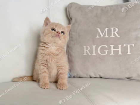 Male bsh kitten