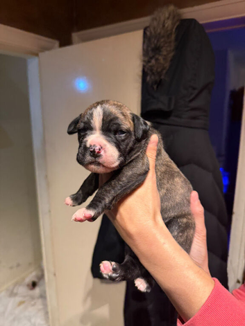 American bulldog/mastiff (Bandog)