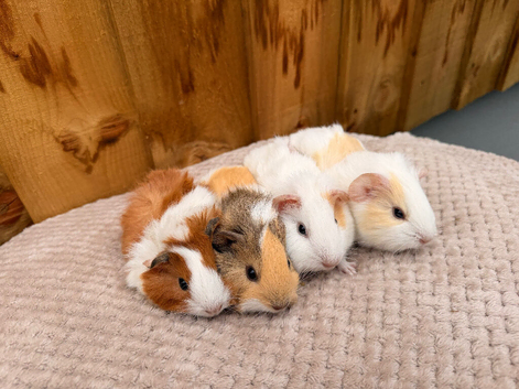 Beautiful baby boars