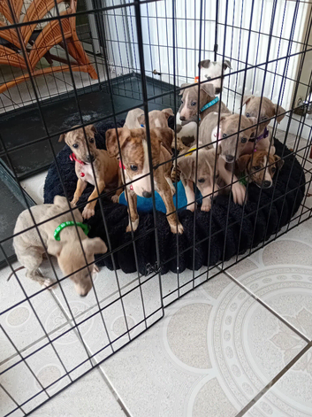 Stunning Whippet Puppies