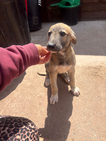Lurcher puppies