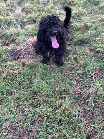 Cockapoo male dog