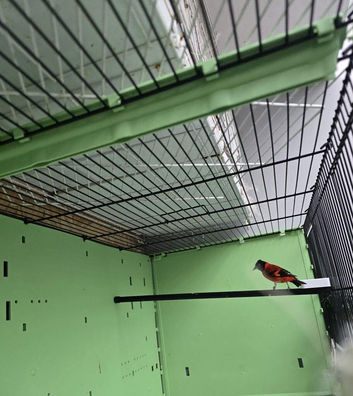 Black hooded red siskin