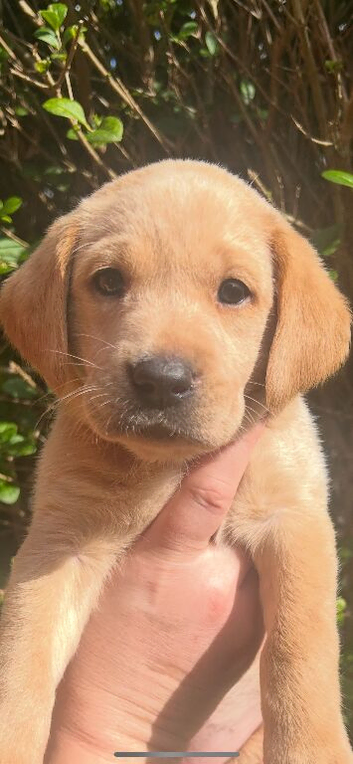 Gorgeous girl Labradors