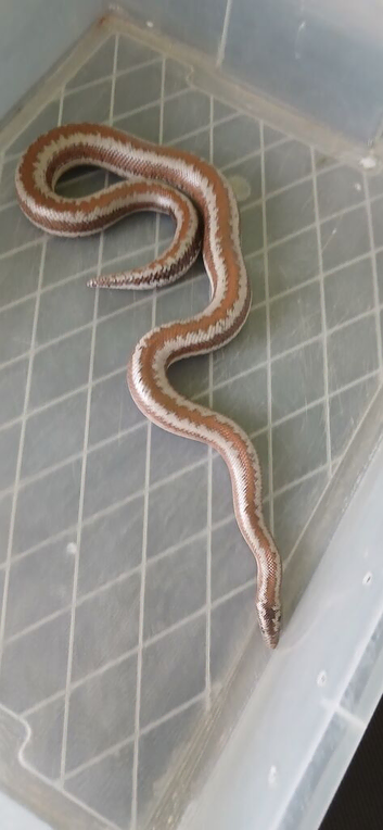 adult male rosy boa