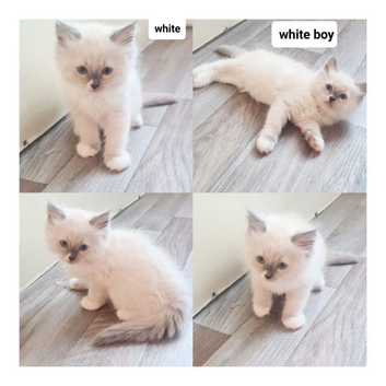 Pure ragdoll kitten for sale