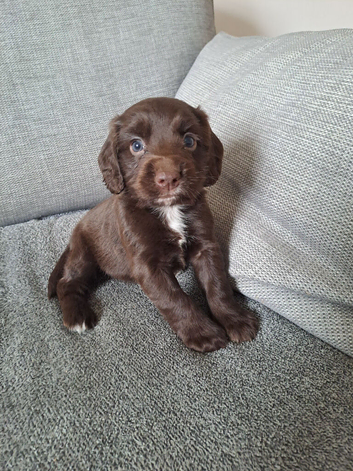 beautiful, chunky playful sprocker F1