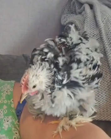 Tame Frizzle millefleur chickens x2