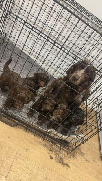 Here we have three stunning cockapoo pups