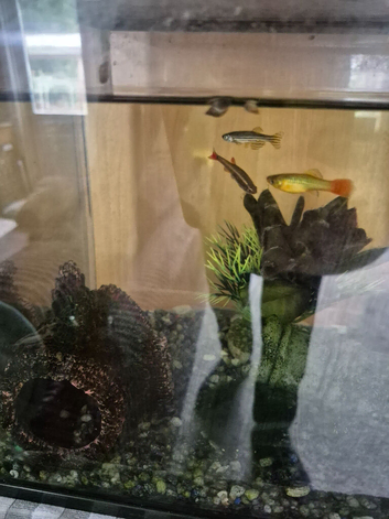 3 small coldwater fish, 1 shrimp and tank with accessories