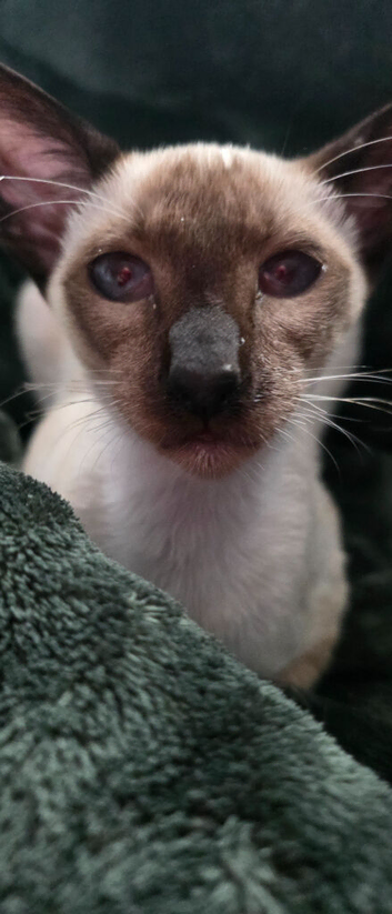 Male siamese