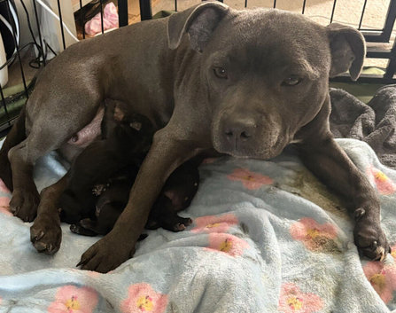 LAST PUPPY AVAILABLE!! KC Registered Pedigree Staffordshire Bull Terrier puppy