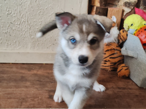 Stunning Siberian Husky Puppies