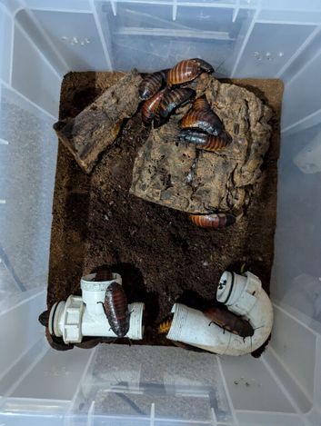 Madagascar hissing cockroaches