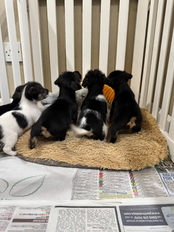 Norfolk Terrier x Jack Russell puppies