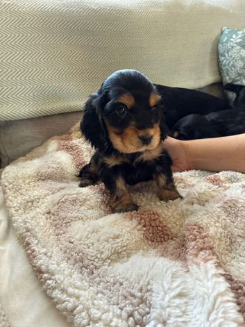 Show type cocker spaniels