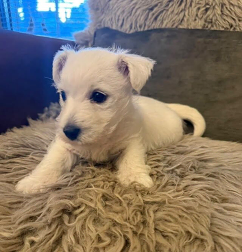 Beautiful Raised Highland Terrier Pups Available