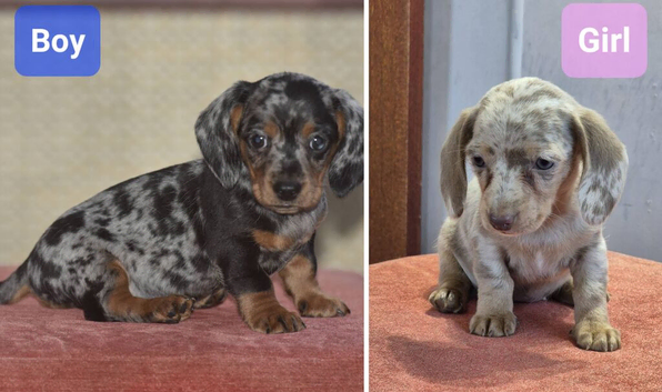 Ready to leave - Adorable dachshund cross pups
