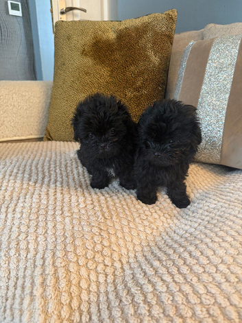 Tea cup shihpoo for sale