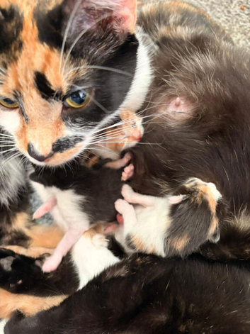 6 Beautiful Kittens